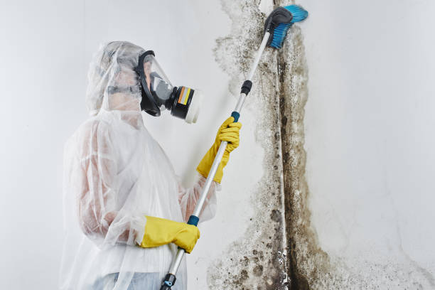 Best White Mold Remediation in Nice, CA