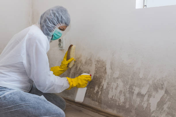 Best Basement Mold Remediation in Nice, CA