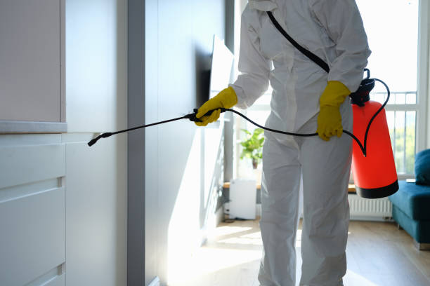  Nice, CA Mold Removal Pros