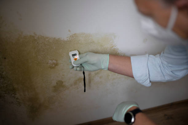 Best Residential Mold Remediation in Nice, CA