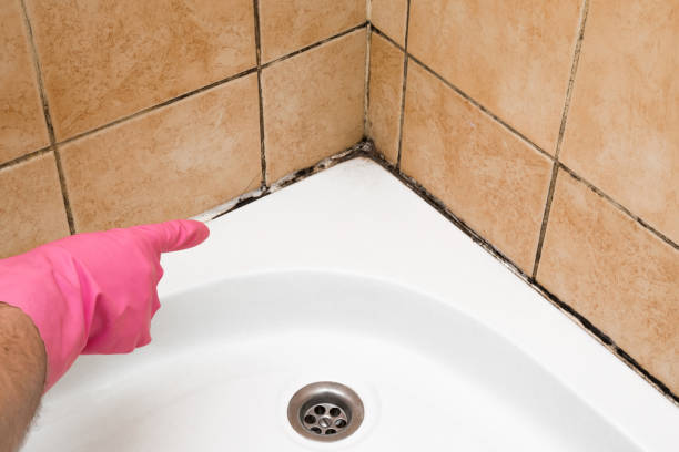 Best Preventive Mold Services in Nice, CA